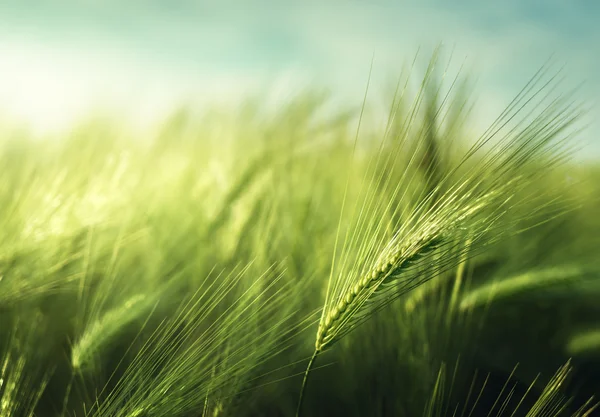 Campo de cebada en el tiempo de puesta del sol —  Fotos de Stock