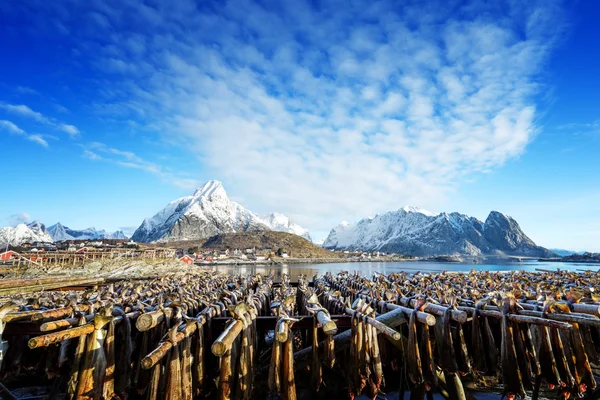 Secagem estoque de peixe na Noruega, ilhas Lofoten — Fotografia de Stock