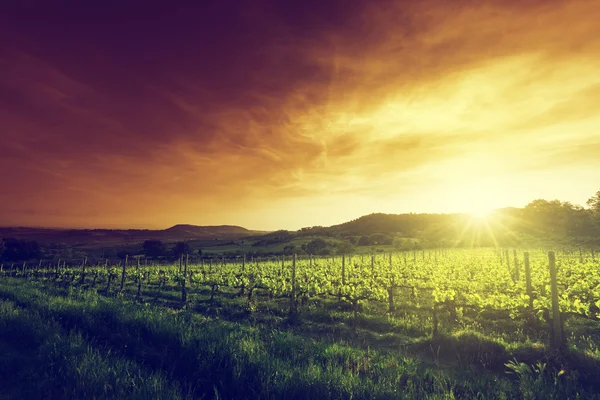 Weinberg in der Toskana, Italien — Stockfoto