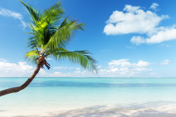 Caribbean sea and coconut palm