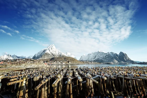 Séchage des stocks de poissons en Norvège, îles Lofoten — Photo