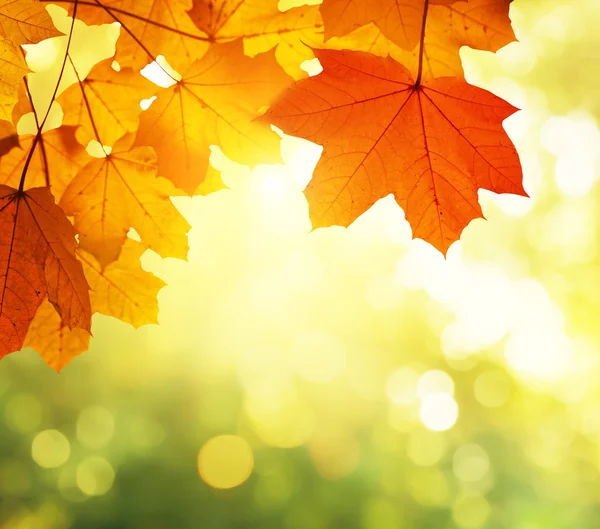 Hojas en bosque de otoño — Foto de Stock