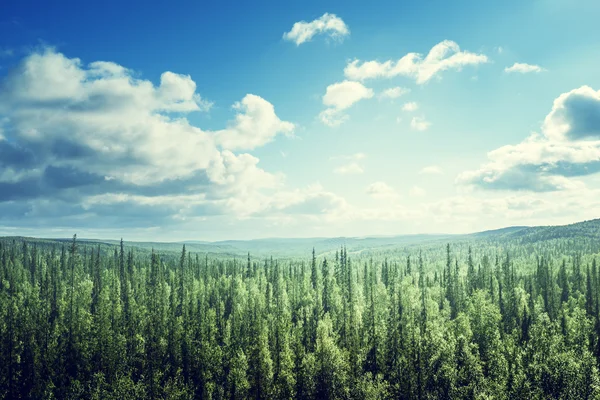 Fir tree forest in sunny day — Stock Photo, Image