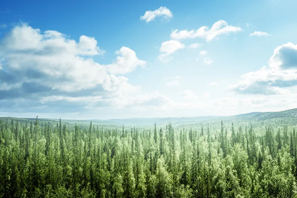 Fir tree forest in sunny day — Stock Photo, Image