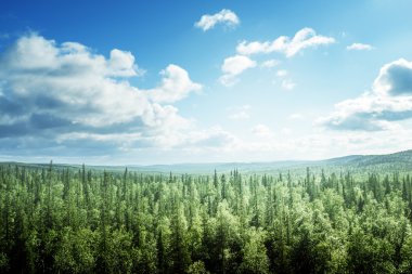 köknar ağacı güneşli bir gün ormanda