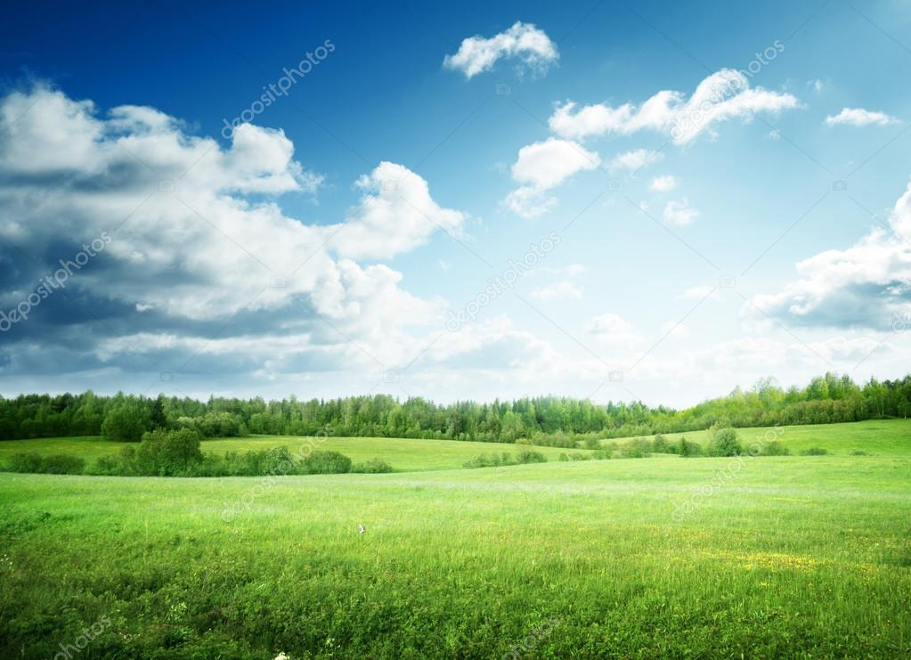 field of grass and perfect sky