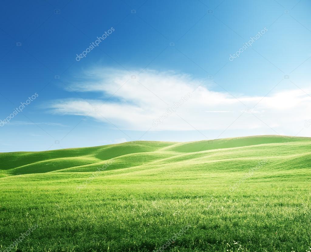 perfect field of spring grass