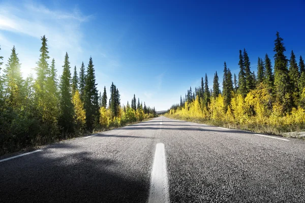 가을 숲 속의 도로, 스웨덴 — 스톡 사진