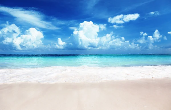 海滩上的贝类海沙地 — 图库照片