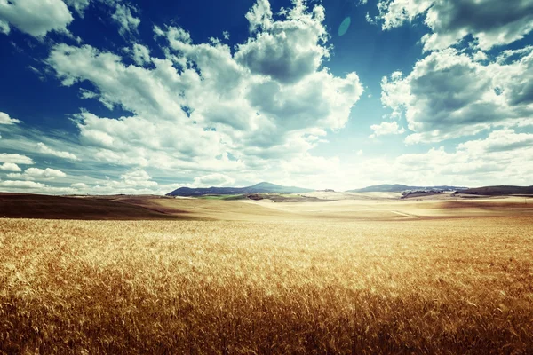 Cebada colinas Toscana, Italia — Foto de Stock