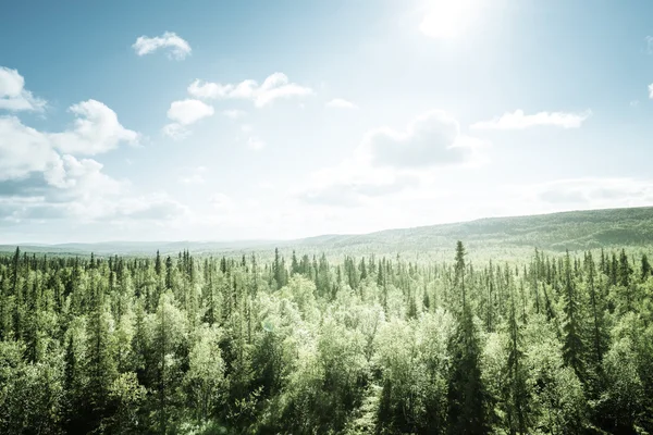 Wald an sonnigem Tag — Stockfoto