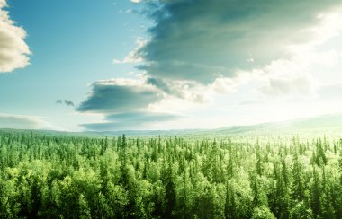 Gün batımında orman