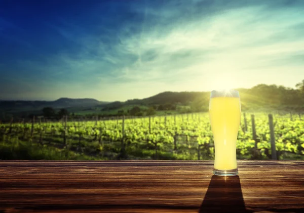 Pivo a vinice v čas západu slunce — Stock fotografie