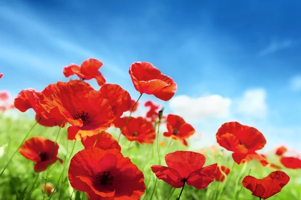 Poppy flowers and sunny day — Stock Photo, Image