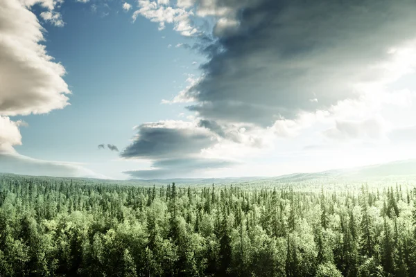 Foresta nel tempo del tramonto — Foto Stock