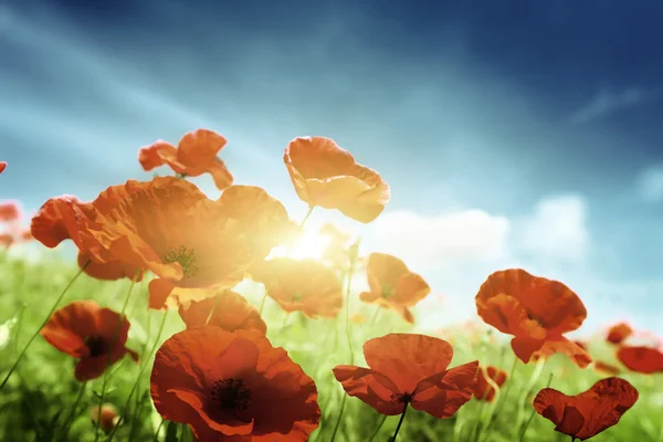 Poppy flowers and sunny day — Stock Photo, Image