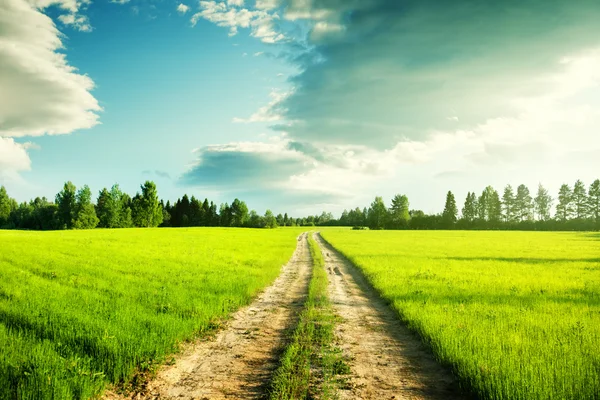 Ground road and field of spring grass Stock Photo