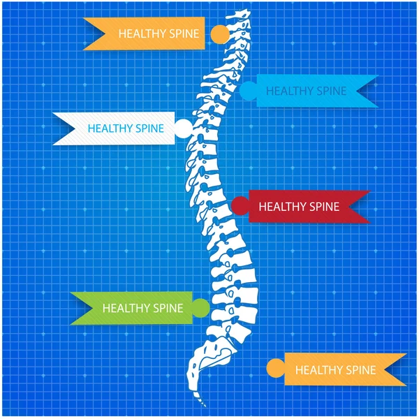 メディック背骨の青写真の人間 — ストックベクタ
