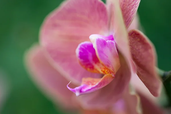 Hermosa orquídea púrpura - phalaenopsis . — Foto de Stock