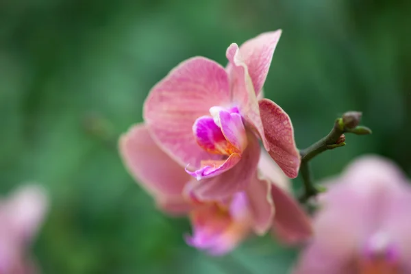 Schöne lila Orchidee - Phalaenopsis. — Stockfoto