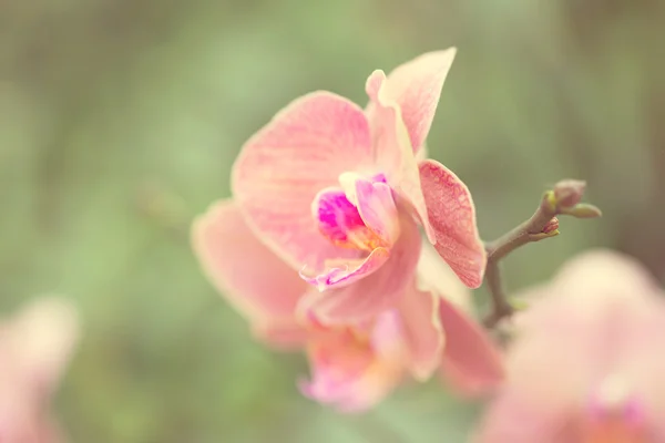 Krásná fialová orchidej - Phalaenopsis. — Stock fotografie