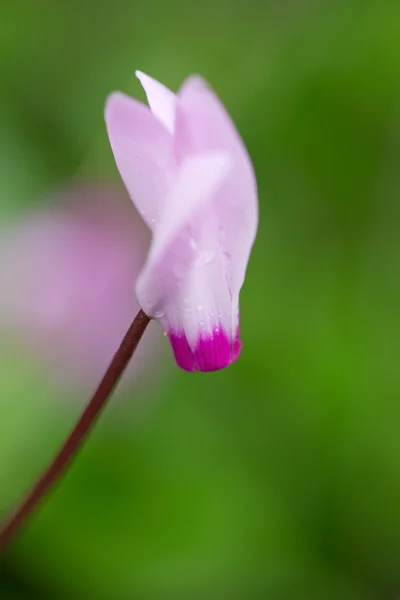 Fleurs de cyclamen rose (violet) — Photo