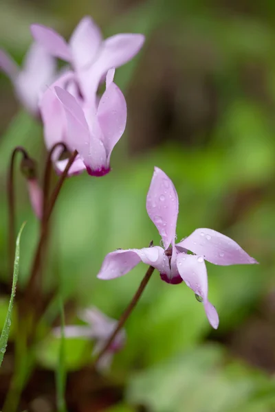 Pembe (mor) Siklamen çiçekler — Stok fotoğraf