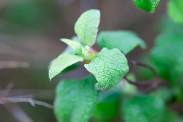 フォレスト内の新鮮な緑の葉 — ストック写真