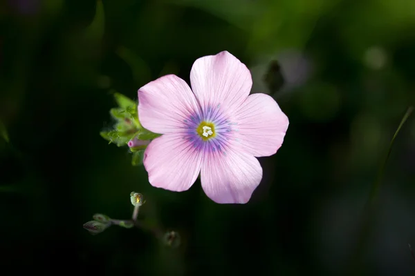 Rosa Oxalis debilis, a azeda de madeira rosa no jardim — Fotografia de Stock