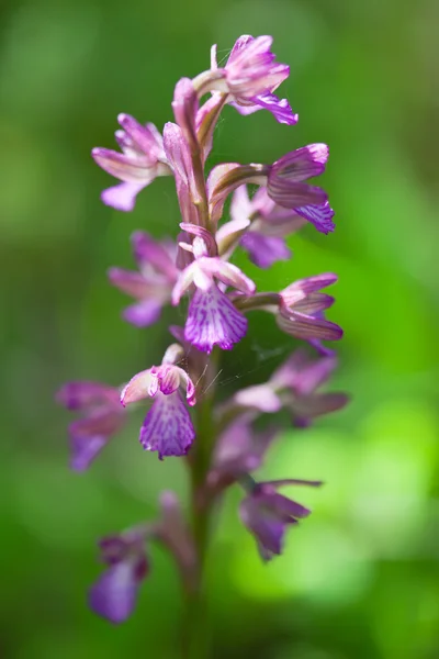 Lesní fialové wildflower — Stock fotografie
