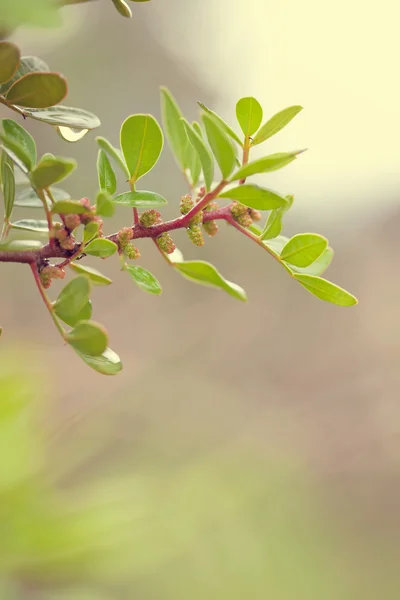 Folhas verdes frescas na floresta — Fotografia de Stock