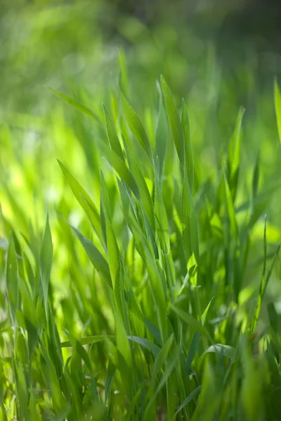 Grön gräs bakgrund — Stockfoto