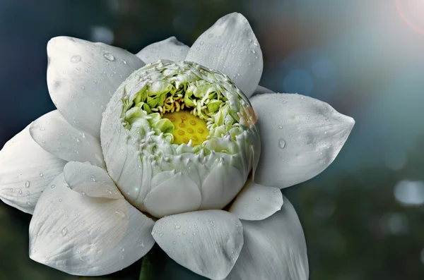 Krásný Bílý lotos — Stock fotografie