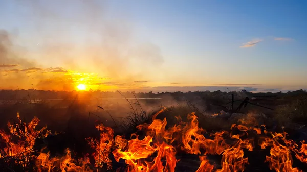 Fogo queima grama seca — Fotografia de Stock
