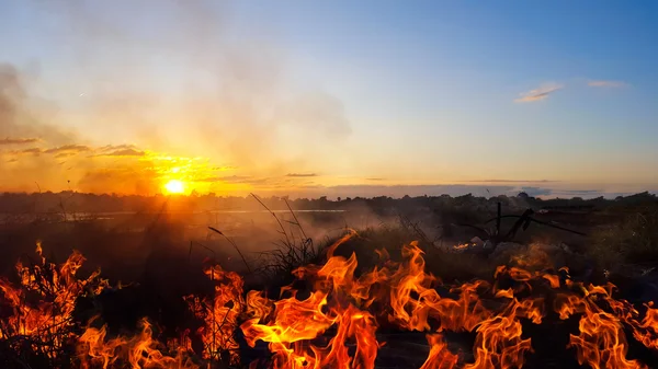 Fire burning dry grass Stock Photo