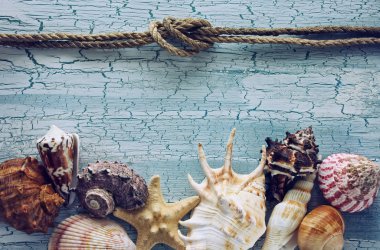 çeşitli deniz kabukları sınır 