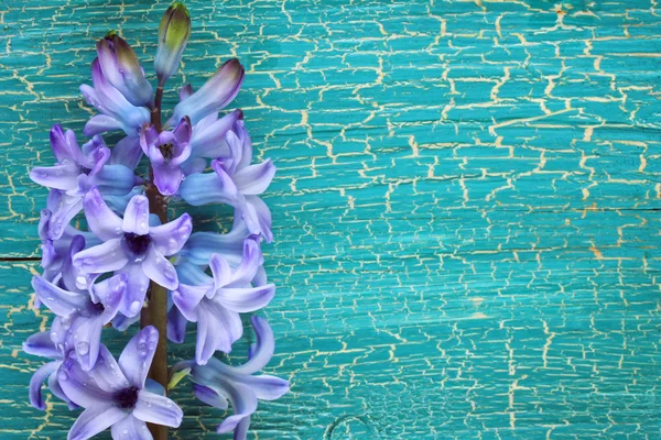 Jacinthe bleue fleur gros plan — Photo