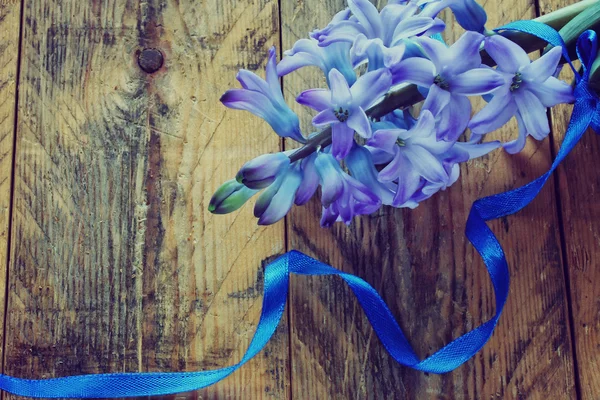 Blauwe hyacint met lint — Stockfoto