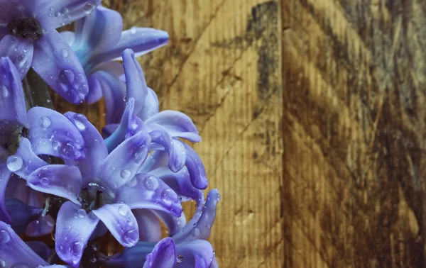 Azul jacinto close-up — Fotografia de Stock