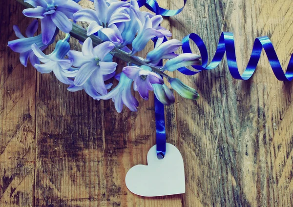 Blaue Hyazinthenblüte mit Seidenband — Stockfoto