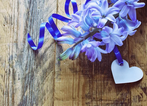 Blume der blauen Hyazinthe — Stockfoto