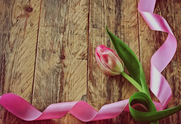 Roze tulp met satijnen lint — Stockfoto