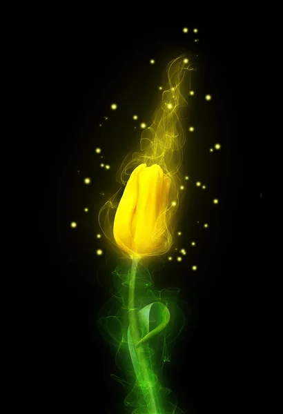 Yellow magic tulip — Stockfoto