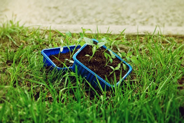 Plantas jóvenes en macetas azules — Foto de Stock