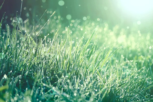 Ochtend voorjaar gras — Stockfoto