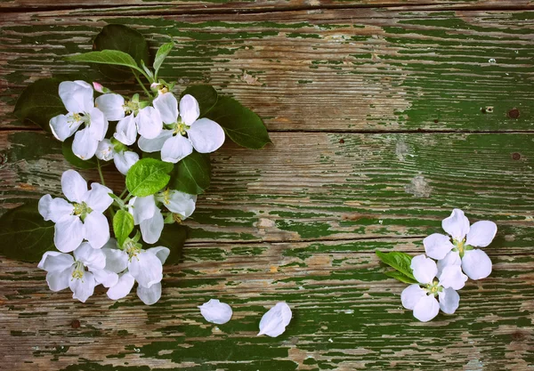 Witte delicate apple bloemen — Stockfoto