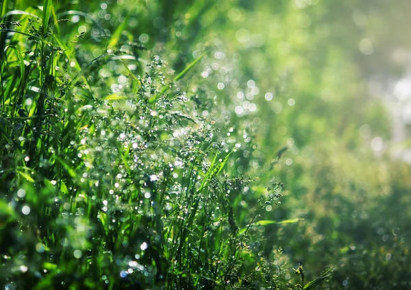 Fondo natural, hierba en rocío — Foto de Stock