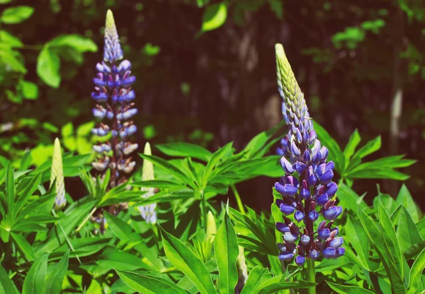 Flowers blue lupine, summer natural background — Stock Photo, Image