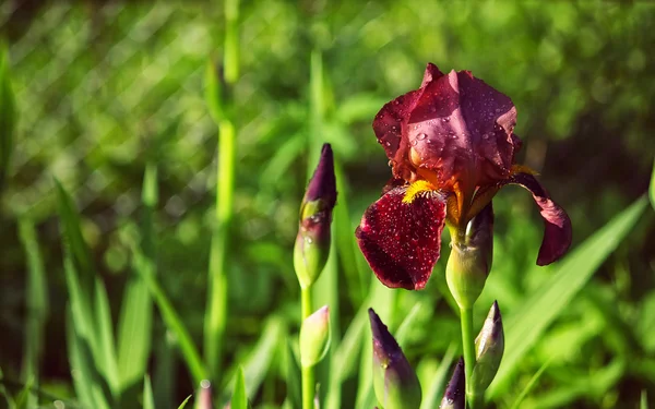 Blomma rödbrun iris i droppar dagg — Stockfoto