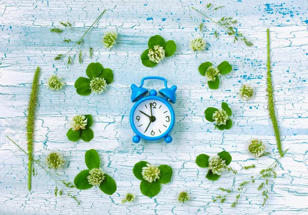 Blue retro alarm clock, clover flowers, plantain — Stock Photo, Image
